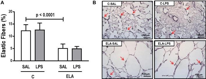 https://cdn.ncbi.nlm.nih.gov/pmc/blobs/a7aa/6546905/9c31aeec8057/fphys-10-00664-g006.jpg