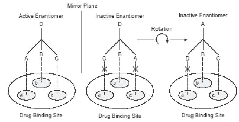 https://cdn.ncbi.nlm.nih.gov/pmc/blobs/a7ab/3614593/980dbb528dde/IJBS-2-85_F2.jpg