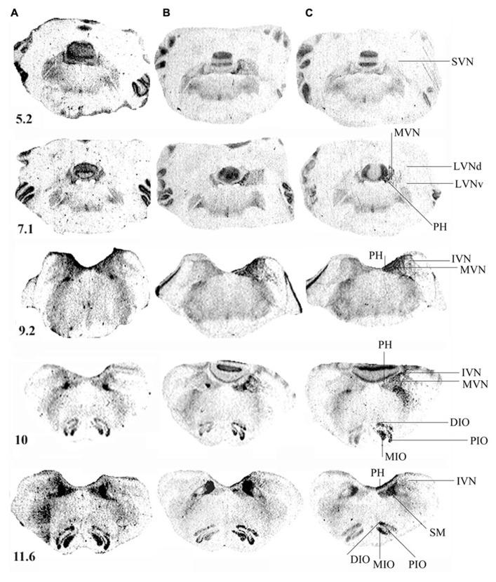 https://cdn.ncbi.nlm.nih.gov/pmc/blobs/a7ab/3879797/e58c061424b4/fnint-07-00087-g003.jpg