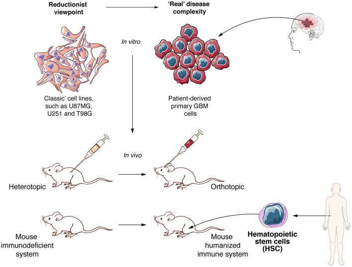 https://cdn.ncbi.nlm.nih.gov/pmc/blobs/a7af/7966522/348deb80fdd0/fimmu-12-640082-g0004.jpg