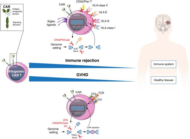 https://cdn.ncbi.nlm.nih.gov/pmc/blobs/a7af/7966522/914d6ecc0e96/fimmu-12-640082-g0002.jpg
