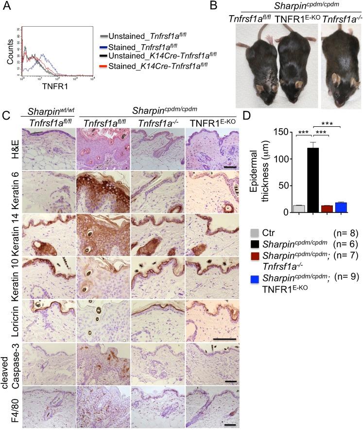 https://cdn.ncbi.nlm.nih.gov/pmc/blobs/a7b1/4225491/c7a338f58d60/elife03422f001.jpg
