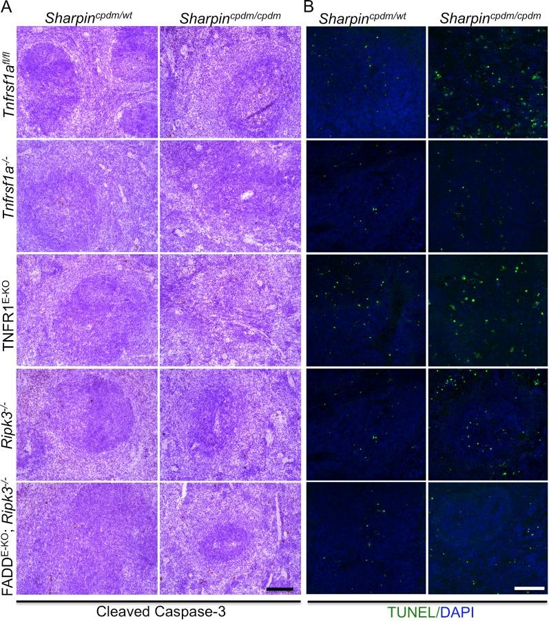 https://cdn.ncbi.nlm.nih.gov/pmc/blobs/a7b1/4225491/fcd5e35a63f2/elife03422fs002.jpg