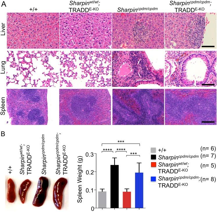 https://cdn.ncbi.nlm.nih.gov/pmc/blobs/a7b1/4225491/fe95cf28e7bb/elife03422f006.jpg