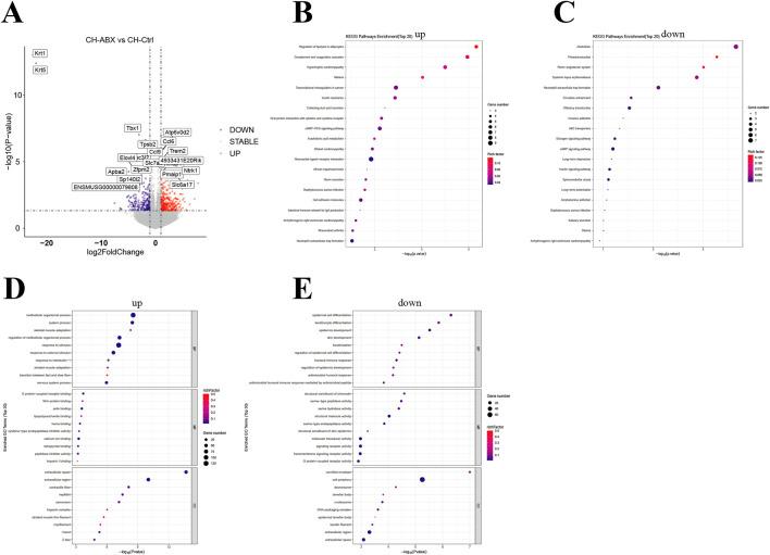 https://cdn.ncbi.nlm.nih.gov/pmc/blobs/a7b2/12380746/422a4113af8b/fphar-16-1627656-g006.jpg