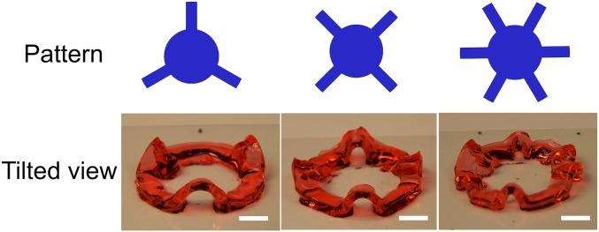 https://cdn.ncbi.nlm.nih.gov/pmc/blobs/a7b8/5776829/ef8ee063b1d3/pnas.1717912115fig04.jpg
