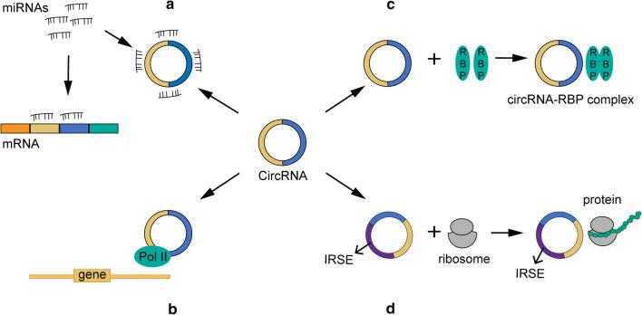https://cdn.ncbi.nlm.nih.gov/pmc/blobs/a7bb/7313187/b40a01e77d4e/12935_2020_1367_Fig2_HTML.jpg