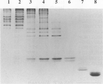 https://cdn.ncbi.nlm.nih.gov/pmc/blobs/a7bd/207868/5f5bc2024071/jbacter00099-0153-a.jpg