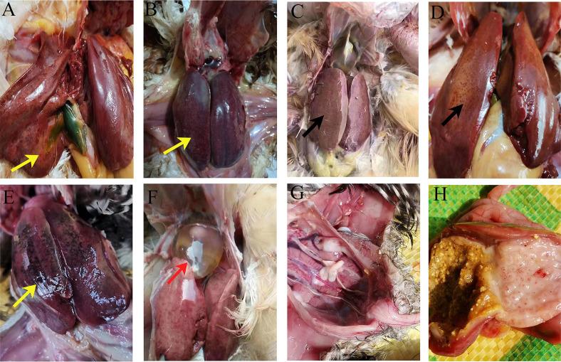 https://cdn.ncbi.nlm.nih.gov/pmc/blobs/a7c5/11792478/d18f2f0a7688/spectrum.01338-24.f001.jpg