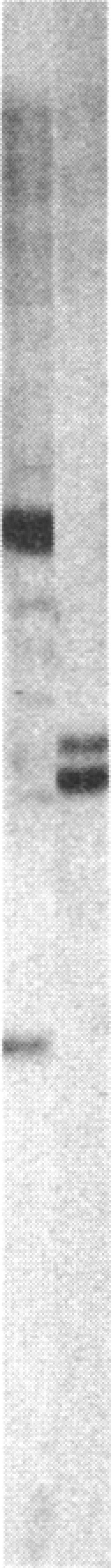 https://cdn.ncbi.nlm.nih.gov/pmc/blobs/a7c7/323179/6a014cb25ba9/pnas00310-0305-c.jpg