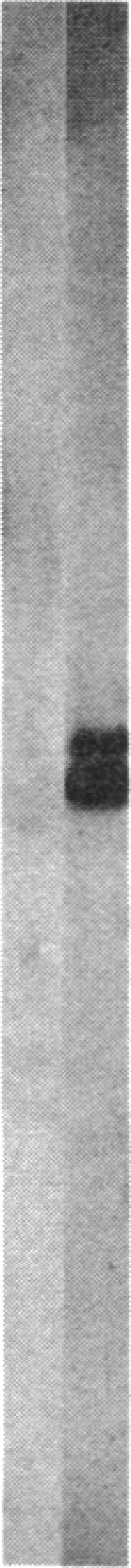 https://cdn.ncbi.nlm.nih.gov/pmc/blobs/a7c7/323179/b918bccff604/pnas00310-0305-b.jpg