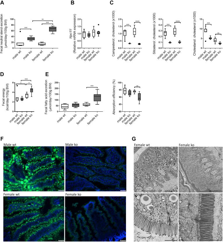 https://cdn.ncbi.nlm.nih.gov/pmc/blobs/a7ca/8596750/f94dd918ec73/gr7.jpg