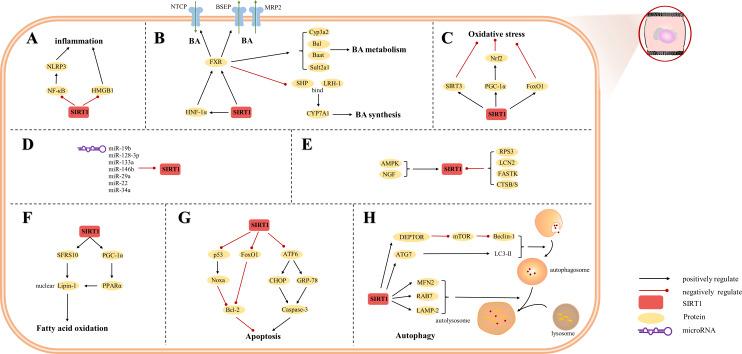 https://cdn.ncbi.nlm.nih.gov/pmc/blobs/a7cd/10984179/7cd9befe87cf/peerj-12-17094-g003.jpg