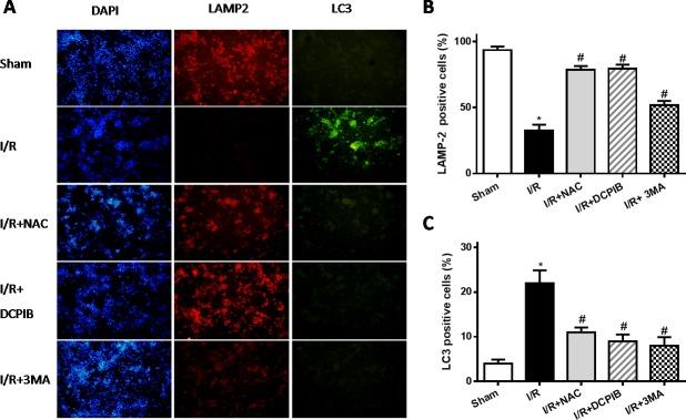 https://cdn.ncbi.nlm.nih.gov/pmc/blobs/a7cd/5129937/ca42fb9e5950/oncotarget-07-39345-g007.jpg