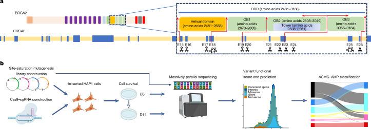 https://cdn.ncbi.nlm.nih.gov/pmc/blobs/a7d0/11821525/928c842bf52b/41586_2024_8388_Fig1_HTML.jpg