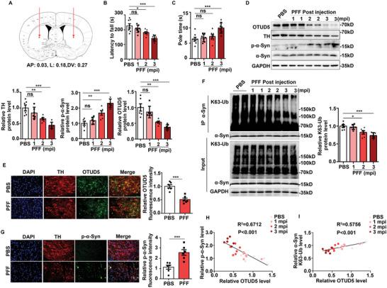 https://cdn.ncbi.nlm.nih.gov/pmc/blobs/a7d2/11831440/09f34adc64e0/ADVS-12-2406700-g002.jpg