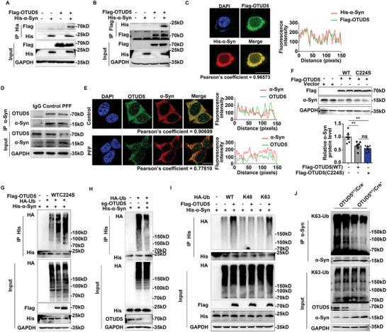 https://cdn.ncbi.nlm.nih.gov/pmc/blobs/a7d2/11831440/a8ea7f62c7ae/ADVS-12-2406700-g008.jpg