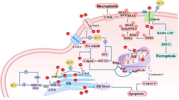 https://cdn.ncbi.nlm.nih.gov/pmc/blobs/a7d2/12395456/9e7ac1493d8b/fnins-19-1646246-g002.jpg