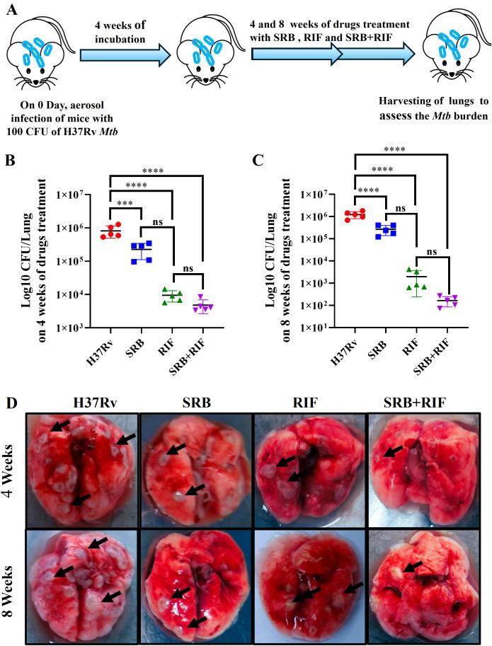 https://cdn.ncbi.nlm.nih.gov/pmc/blobs/a7d3/12325335/6dac451091d8/fimmu-16-1591026-g001.jpg