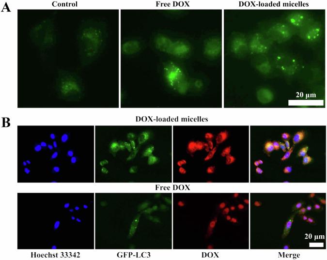 https://cdn.ncbi.nlm.nih.gov/pmc/blobs/a7d5/12144062/03a8aea4a467/10856_2024_6837_Fig6_HTML.jpg