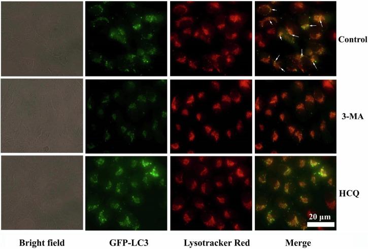 https://cdn.ncbi.nlm.nih.gov/pmc/blobs/a7d5/12144062/9e428fb26f85/10856_2024_6837_Fig7_HTML.jpg