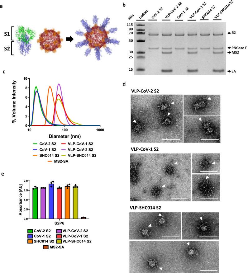 https://cdn.ncbi.nlm.nih.gov/pmc/blobs/a7d7/11706982/58cc32537953/41467_2025_55824_Fig2_HTML.jpg