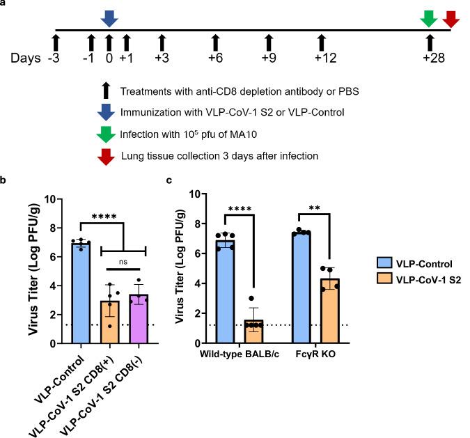 https://cdn.ncbi.nlm.nih.gov/pmc/blobs/a7d7/11706982/a209f4e178a3/41467_2025_55824_Fig4_HTML.jpg