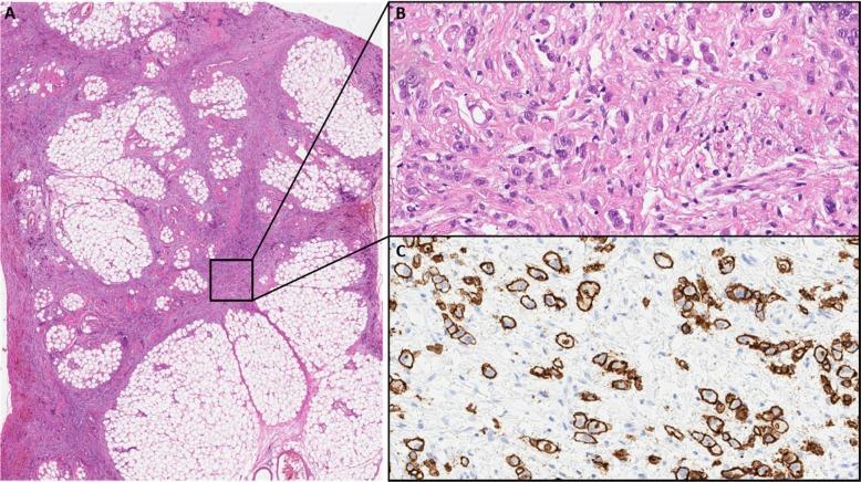 https://cdn.ncbi.nlm.nih.gov/pmc/blobs/a7d7/7197118/34df18366e85/12876_2020_1283_Fig3_HTML.jpg