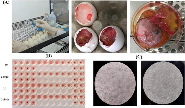 https://cdn.ncbi.nlm.nih.gov/pmc/blobs/a7d8/12040631/f267187665b1/ibj-29-009-g001.jpg