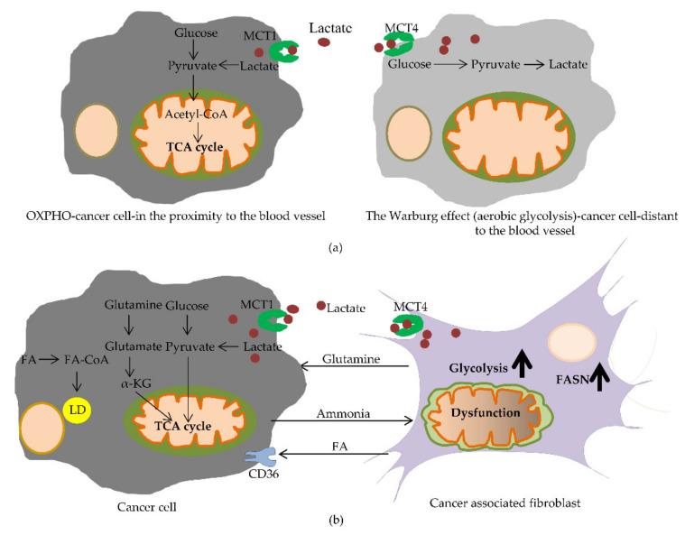 https://cdn.ncbi.nlm.nih.gov/pmc/blobs/a7dd/8230539/044a87fad818/ijms-22-06262-g005.jpg
