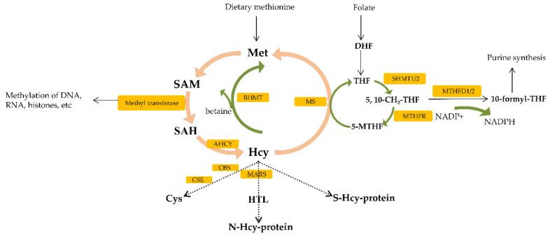 https://cdn.ncbi.nlm.nih.gov/pmc/blobs/a7dd/8230539/06b8bd6ab749/ijms-22-06262-g002.jpg