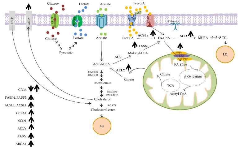 https://cdn.ncbi.nlm.nih.gov/pmc/blobs/a7dd/8230539/11afd11221d9/ijms-22-06262-g003.jpg