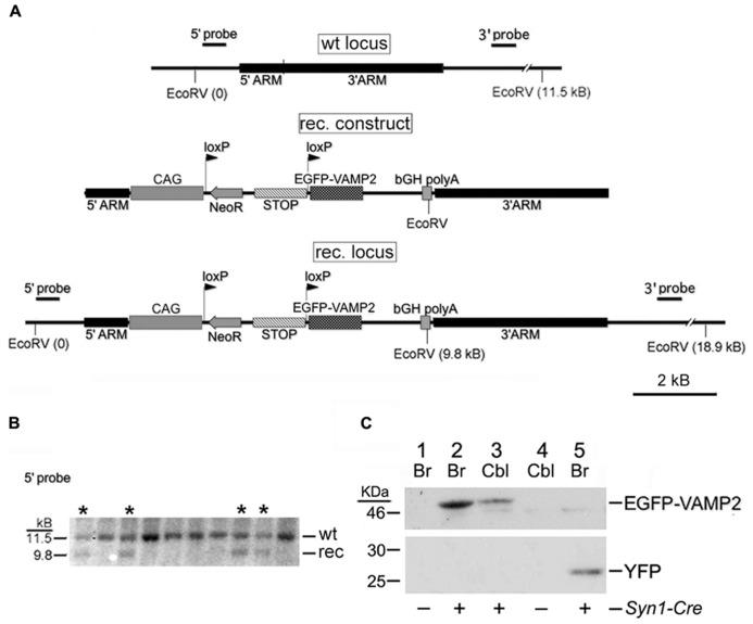 https://cdn.ncbi.nlm.nih.gov/pmc/blobs/a7e1/3882726/15a4b5819ee3/fnana-07-00050-g001.jpg
