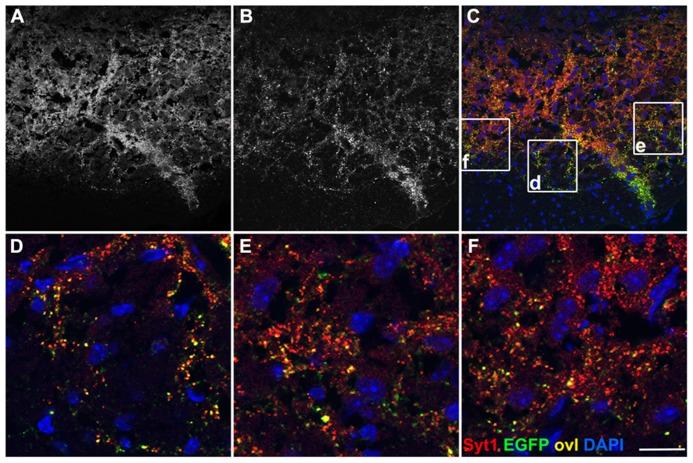 https://cdn.ncbi.nlm.nih.gov/pmc/blobs/a7e1/3882726/8498a759576a/fnana-07-00050-g004.jpg