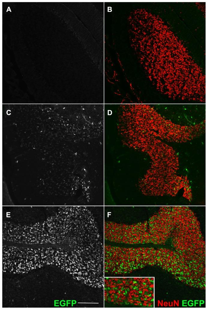 https://cdn.ncbi.nlm.nih.gov/pmc/blobs/a7e1/3882726/ce9e96cd0094/fnana-07-00050-g002.jpg