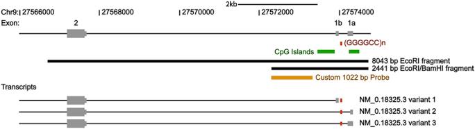 https://cdn.ncbi.nlm.nih.gov/pmc/blobs/a7e2/3988882/c6cf9df534a4/figs1.jpg