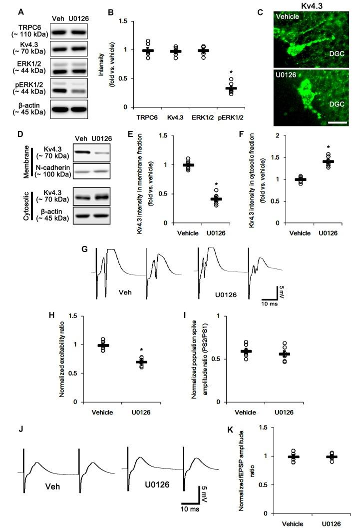 https://cdn.ncbi.nlm.nih.gov/pmc/blobs/a7e2/5742353/76a487f0837b/fncel-11-00413-g0007.jpg