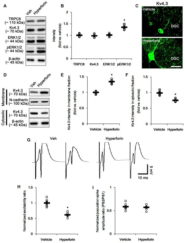 https://cdn.ncbi.nlm.nih.gov/pmc/blobs/a7e2/5742353/9e901c64dd97/fncel-11-00413-g0009.jpg