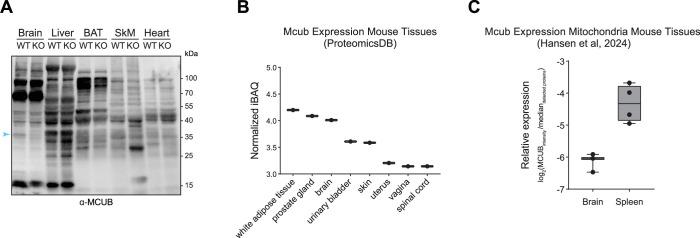 https://cdn.ncbi.nlm.nih.gov/pmc/blobs/a7ea/11535509/11f4f3559530/44318_2024_219_Fig12_ESM.jpg