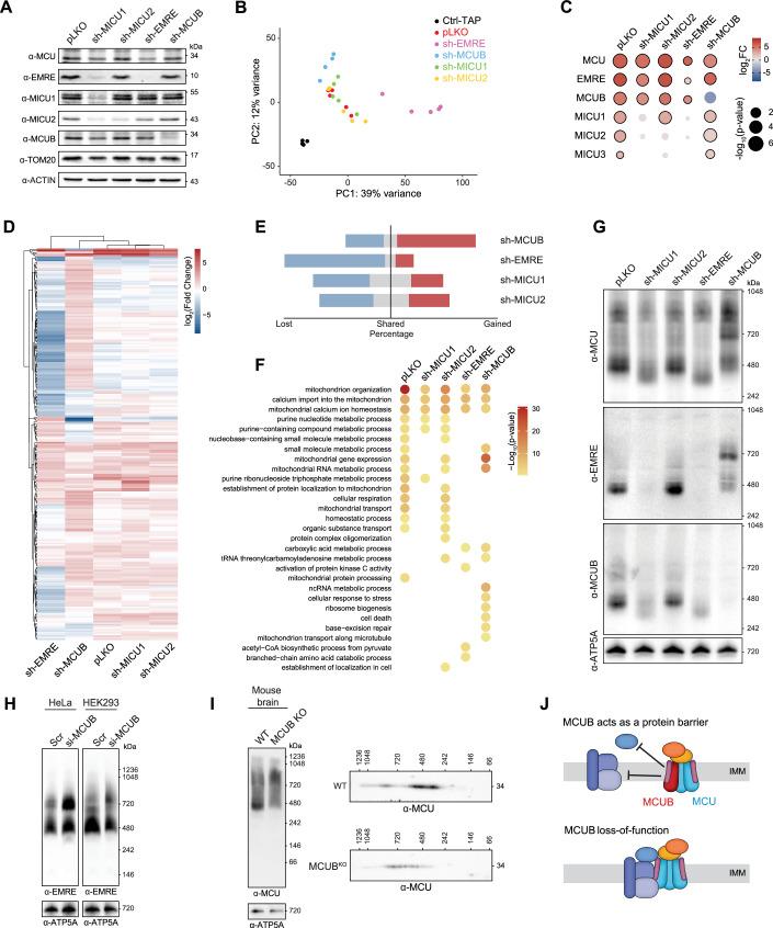 https://cdn.ncbi.nlm.nih.gov/pmc/blobs/a7ea/11535509/d00ec9607d7a/44318_2024_219_Fig6_HTML.jpg