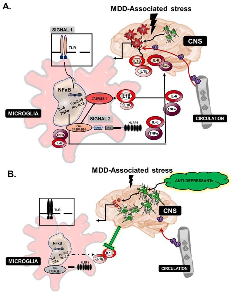 https://cdn.ncbi.nlm.nih.gov/pmc/blobs/a7eb/6160985/39dcd3a18543/pharmaceuticals-11-00064-g003.jpg