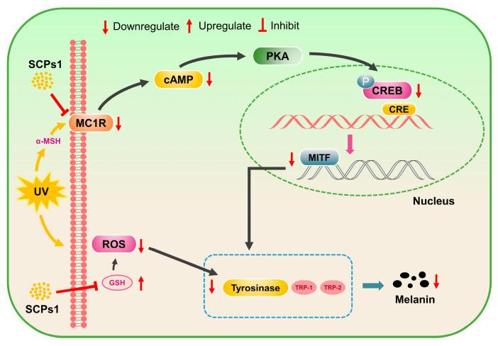 https://cdn.ncbi.nlm.nih.gov/pmc/blobs/a7ec/10254681/5e50307351eb/nutrients-15-02449-g005.jpg
