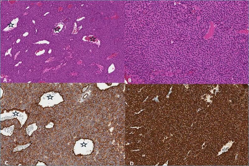 https://cdn.ncbi.nlm.nih.gov/pmc/blobs/a7ef/12066395/1aa3c9a83e13/rjaf300f4.jpg