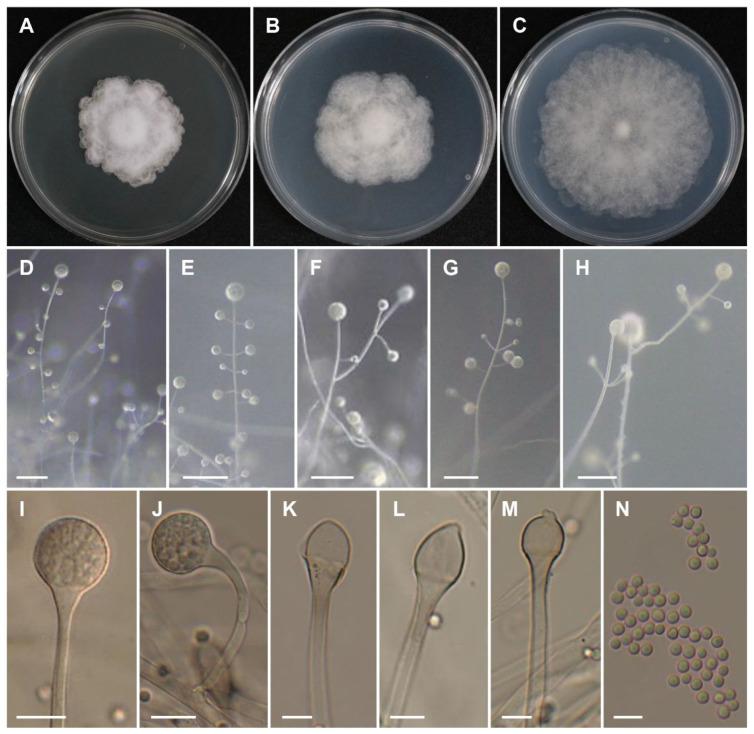 https://cdn.ncbi.nlm.nih.gov/pmc/blobs/a7f3/10056009/775660055813/jof-09-00317-g002.jpg
