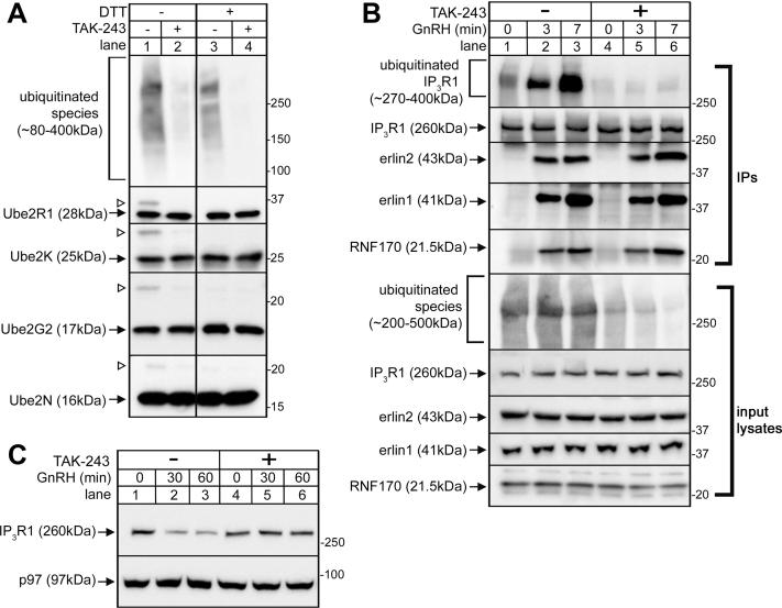 https://cdn.ncbi.nlm.nih.gov/pmc/blobs/a7f4/9168715/63aba6d7d1c2/gr1.jpg