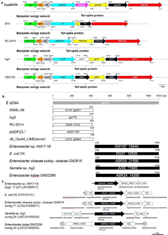 https://cdn.ncbi.nlm.nih.gov/pmc/blobs/a7f7/7283392/1aa61f60ed34/fmicb-11-00885-g008.jpg