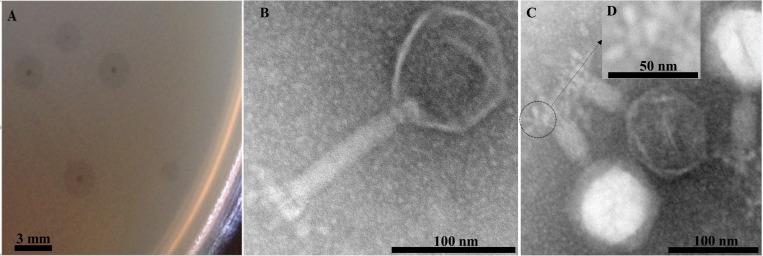 https://cdn.ncbi.nlm.nih.gov/pmc/blobs/a7f7/7283392/4026d295c47f/fmicb-11-00885-g001.jpg