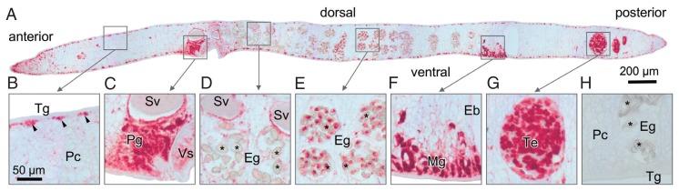 https://cdn.ncbi.nlm.nih.gov/pmc/blobs/a7fa/5776890/742a11357a79/kjp-55-6-643f4.jpg