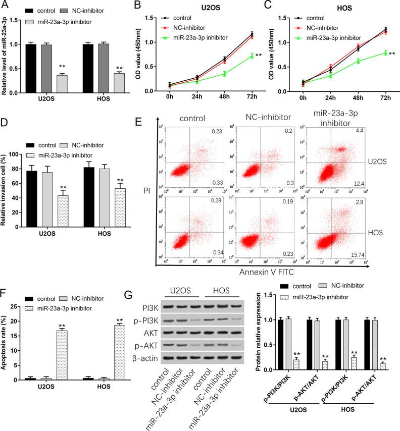 https://cdn.ncbi.nlm.nih.gov/pmc/blobs/a7fb/7784500/36fb81b6b41c/10.1177_0963689720953093-fig5.jpg