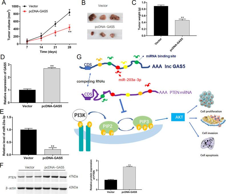 https://cdn.ncbi.nlm.nih.gov/pmc/blobs/a7fb/7784500/e37fde05722e/10.1177_0963689720953093-fig8.jpg